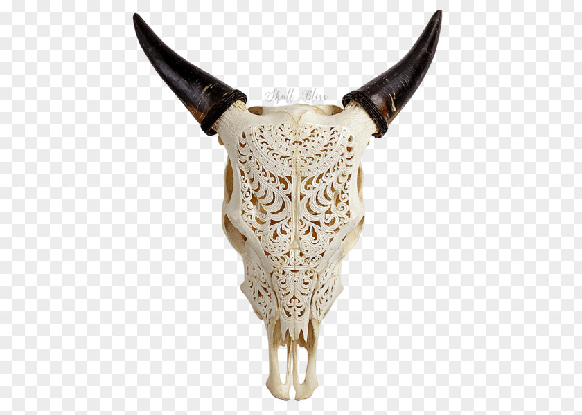 Skull Texas Longhorn English Bull Ox PNG