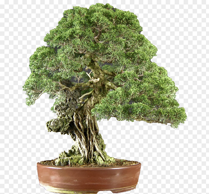 Tree Sageretia Theezans Flowerpot Bonsai PNG