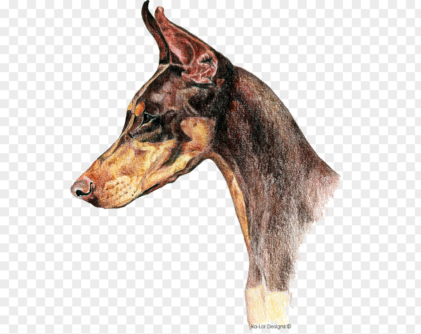 Eagles Greeting Cards Dobermann Miniature Pinscher Drawing Cropping PNG