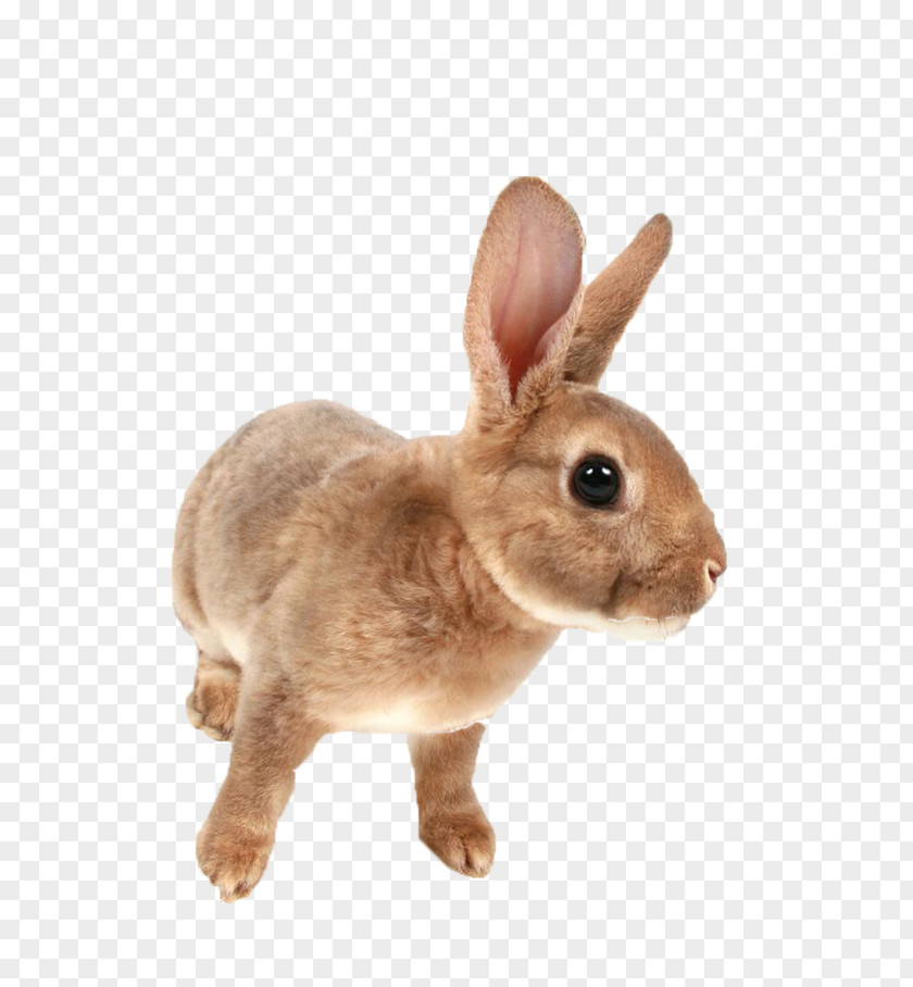 Gray Rabbit Meng Mini Rex Netherland Dwarf Domestic PNG