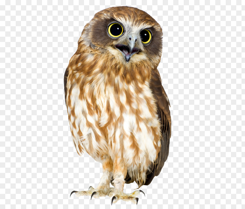 Happy Feet Mumble Owl Bird Southern Boobook Morepork PNG