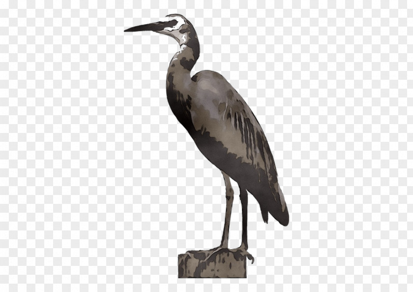 Heron Stork Beak Ibis Wader PNG