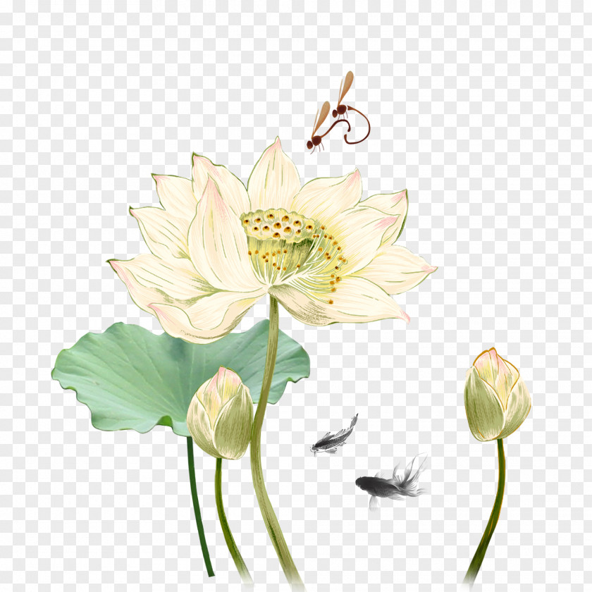 Lotus Flowers Image Sacred Design Heals Acupuncture Vector Graphics PNG