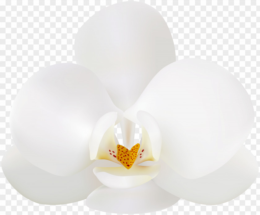 Orchid Lighting Flower PNG