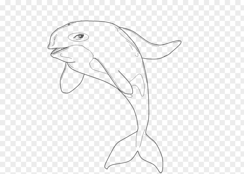 Pictures Of Dolphines Dolphin White Line Art Sketch PNG