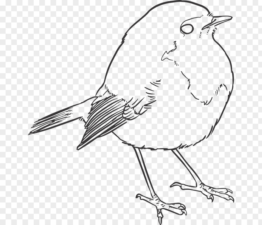 Realistic Hummingbird Bird Drawing Line Art PNG