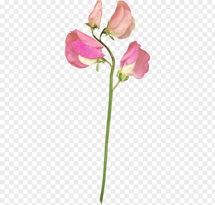 Flower Garden Roses Cut Flowers Tulip PNG