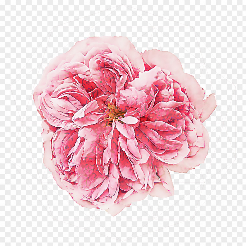 Rose Order Chinese Peony Flowers Background PNG
