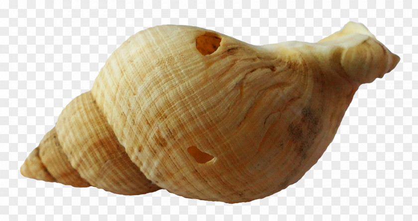 Shell Cartoon Seashell Cockle Mollusc Clip Art Clam PNG