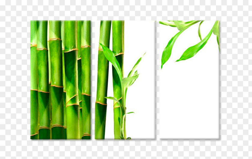 Tropical Woody Bamboos Materials Laparoscopy Sleeve Gastrectomy Efectos Metabolicos De La Gastrectomia Vertical By Ruiz Tovar Jaime (9783847367512) Intervenție Chirurgicală PNG