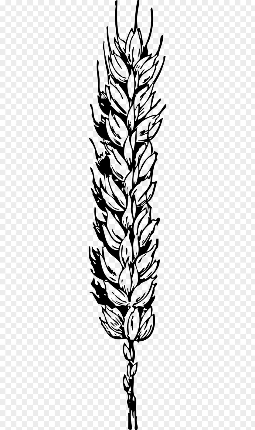 Wheat Black Grain Clip Art PNG