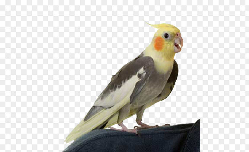 Bird Cockatiel Pet Cockatoo Parakeet PNG