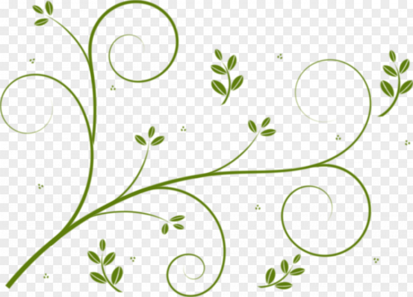 Green Floral Borders And Frames Vine Flower Drawing Clip Art PNG