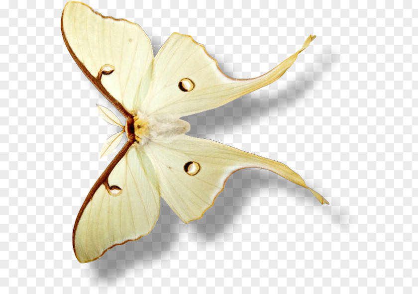 Insect Silkworm Blog Star Galaxy PNG