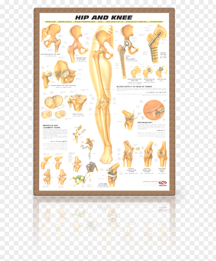 Knee Hip Joint Human Anatomy PNG