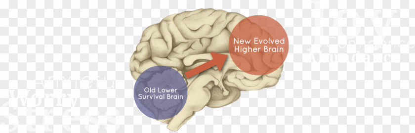 Limitless Movement Brain Neurology Body Jewellery Ear Jaw PNG