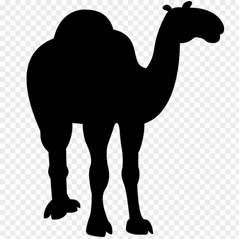 M Pack Animal Dromedary Horse Bactrian Camel Black & White PNG