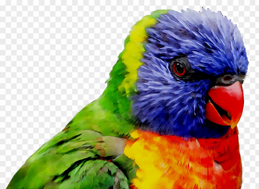 Macaw Parakeet Loriini Feather Beak PNG
