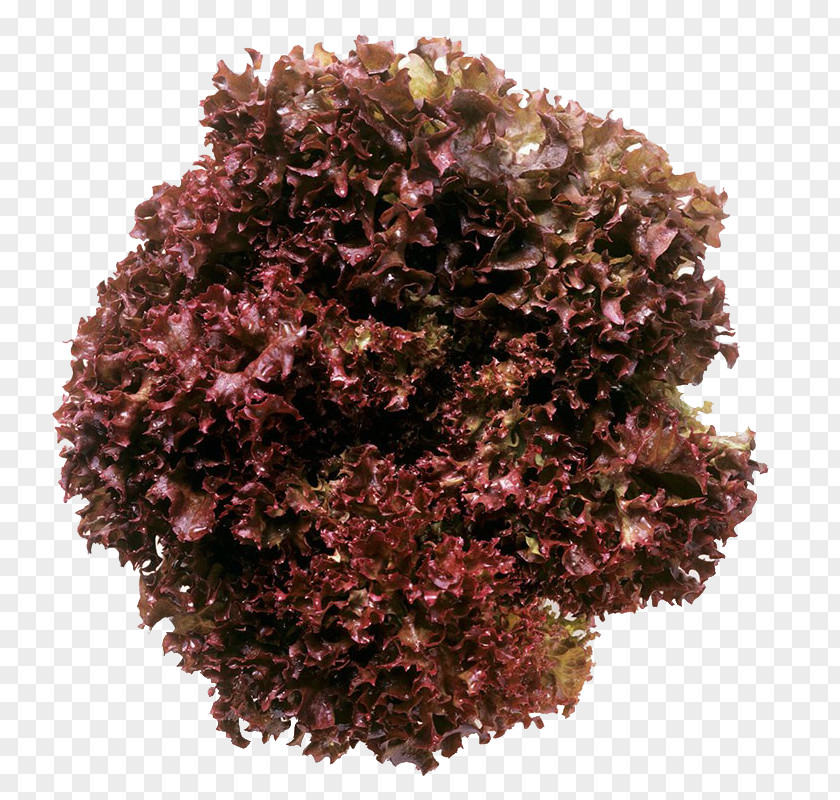 Red Cabbage Food PNG