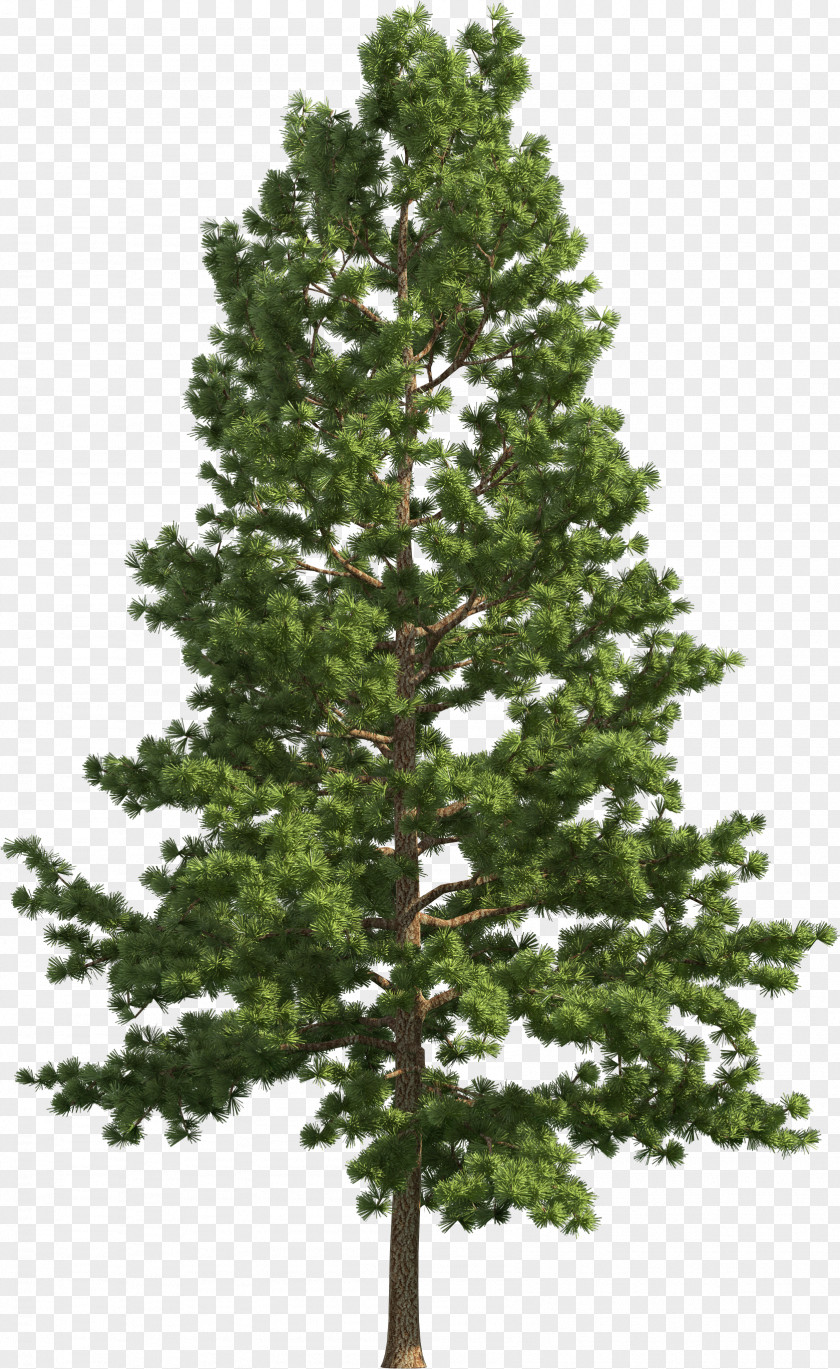 Red Pine Woody Plant Tree Balsam Fir White Shortleaf Black Spruce Yellow PNG