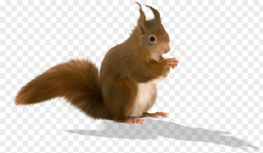 Animals Tree Squirrels Animation Clip Art PNG