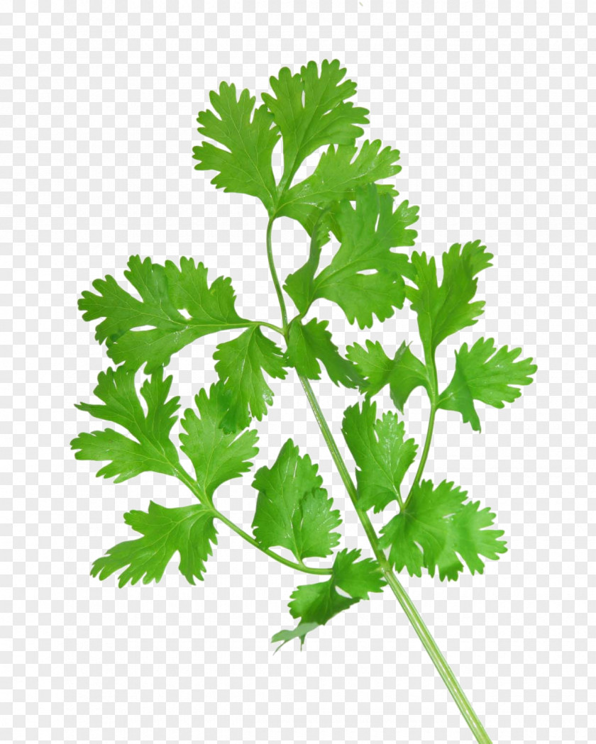 Coriander Vietnamese Cuisine Health Herb Culantro PNG