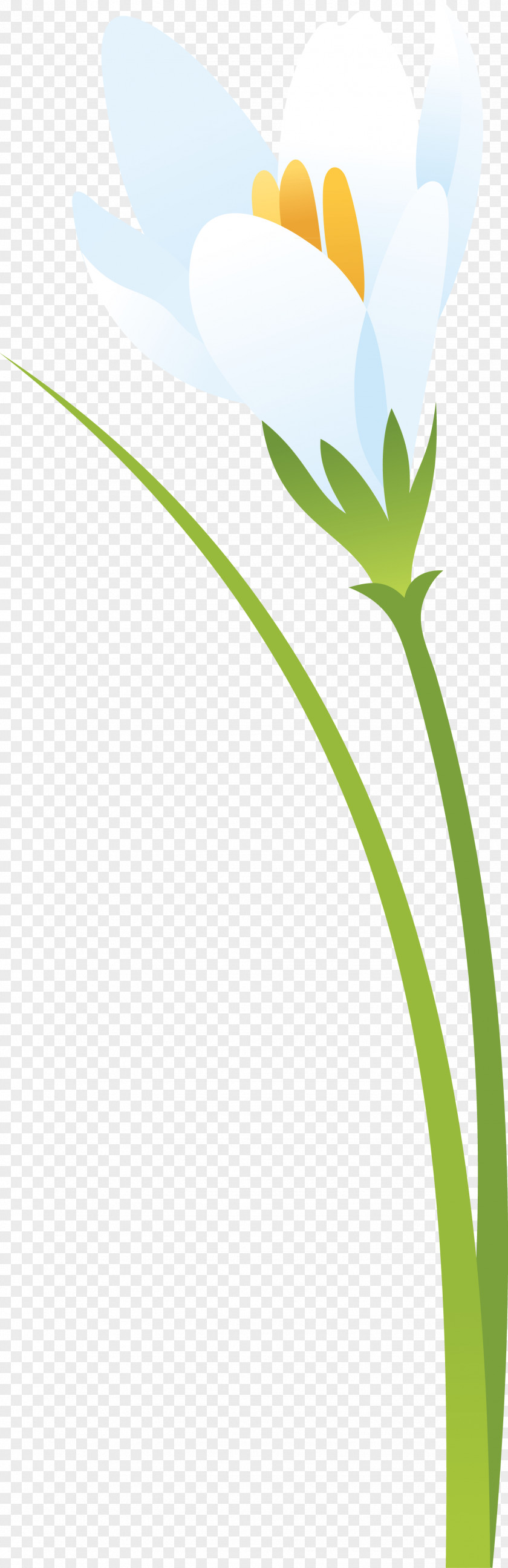 Crocus Flower Leaf Petal Plant Stem PNG