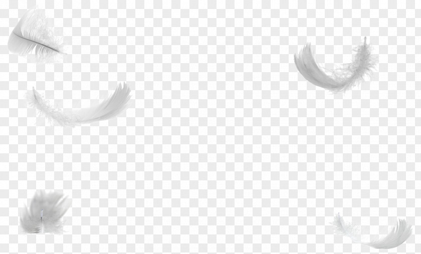 Feather White Wing Down Tail PNG