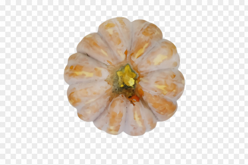 Flowering Plant Fruit Orange PNG