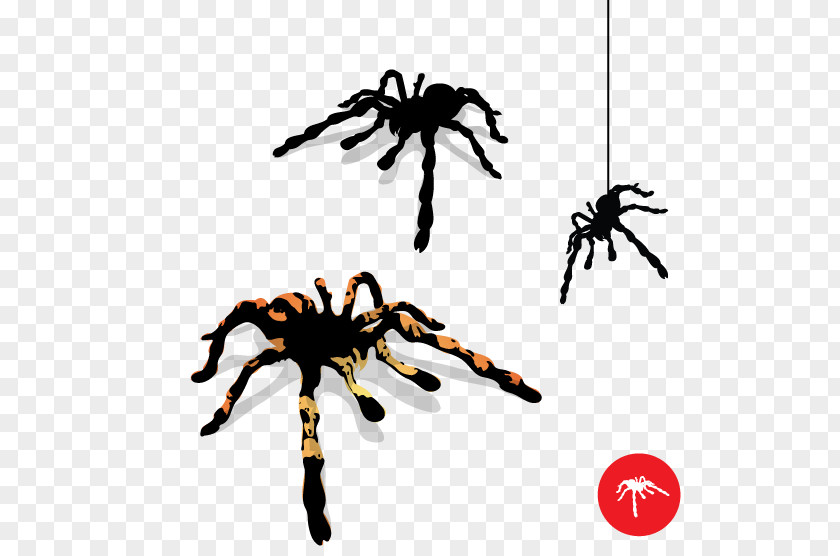 Tarantula Spider Web Clip Art PNG