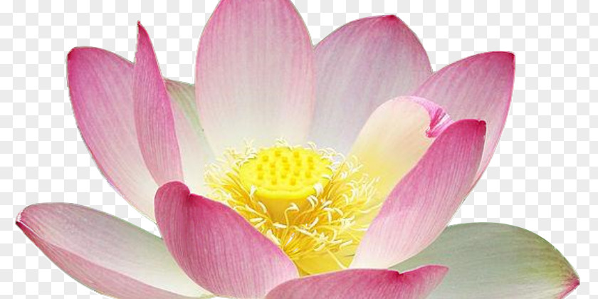 Buddhist Lotus Sacred Clip Art Psd Image PNG
