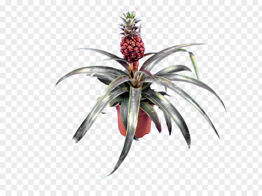 Pineapple Bromeliads Embryophyta Succulent Plant Variegation PNG