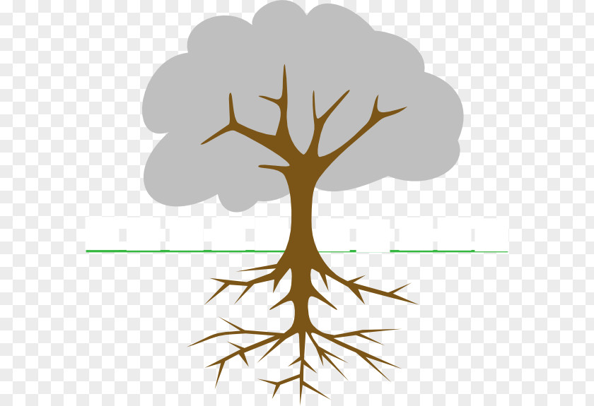 Root The Great Kapok Tree Branch Clip Art PNG