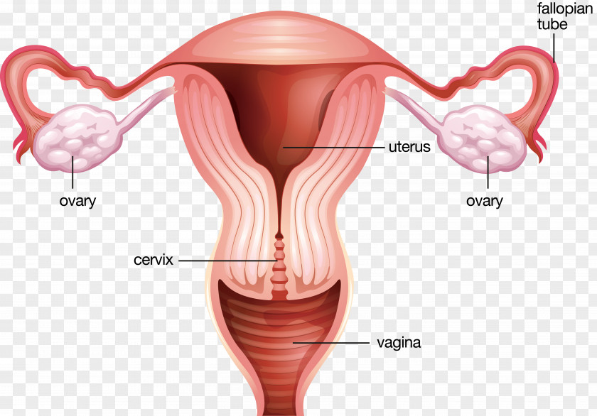 Woman Cervix Cervical Canal Female Reproductive System Childbirth Uterus PNG