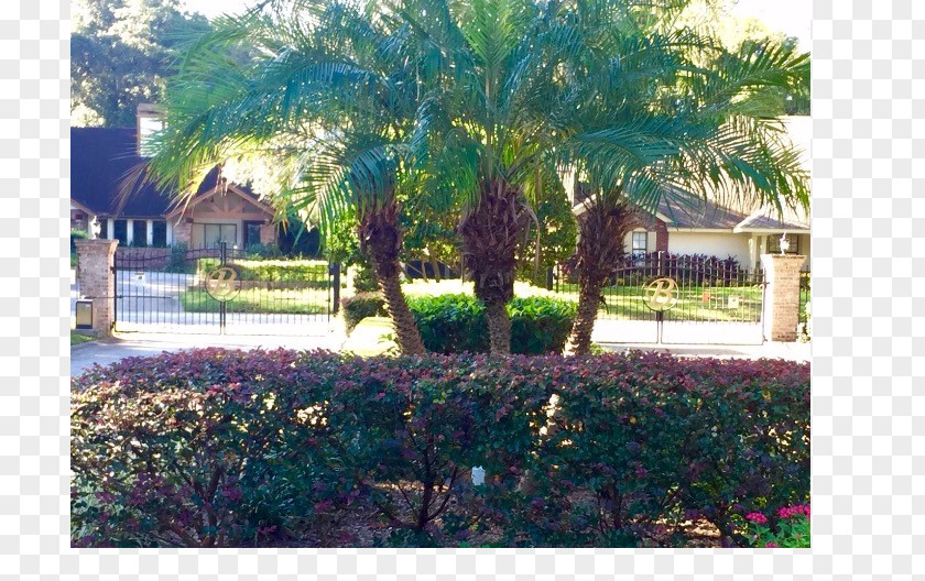 Barrington Arecaceae Landscaping Property Resort Tree PNG