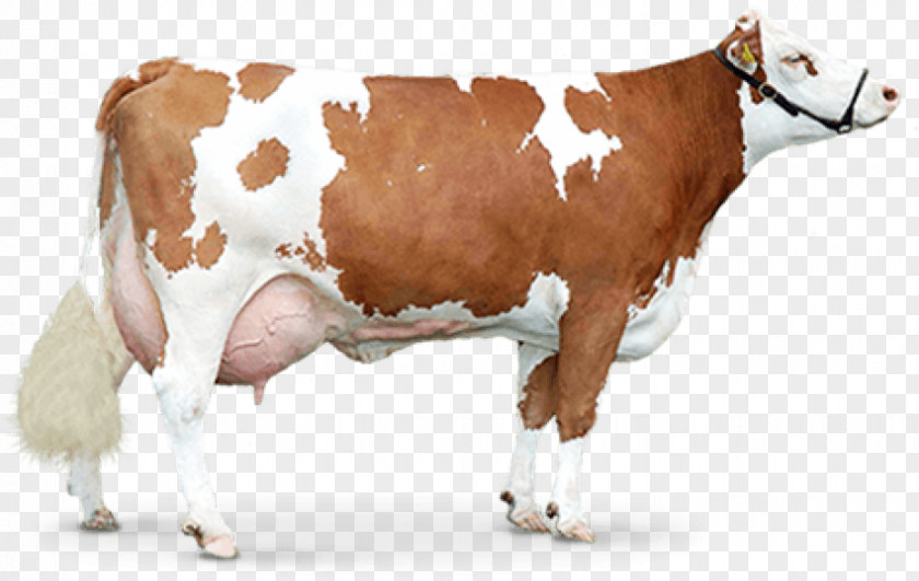 Cow Skull Taurine Cattle PNG