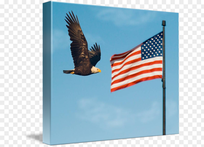 Eagle Flag Bald Of The United States Court PNG