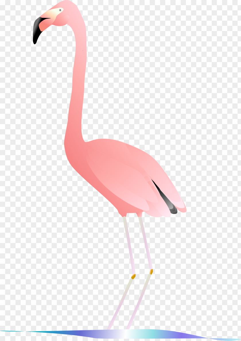 Flamingo Vertebrate Water Bird Beak PNG