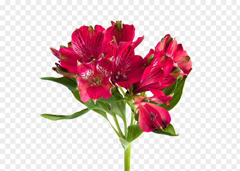 Flower Lily Of The Incas Bouquet Cut Flowers Garden Roses PNG