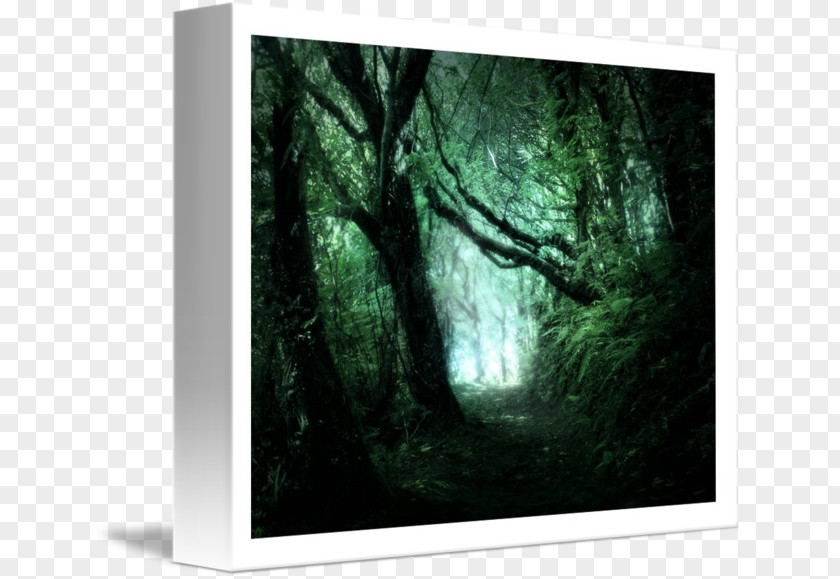 Forest Picture Frames Stock Photography Tree Green PNG