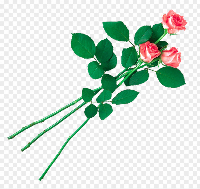 Rose Garden Roses Clip Art PNG