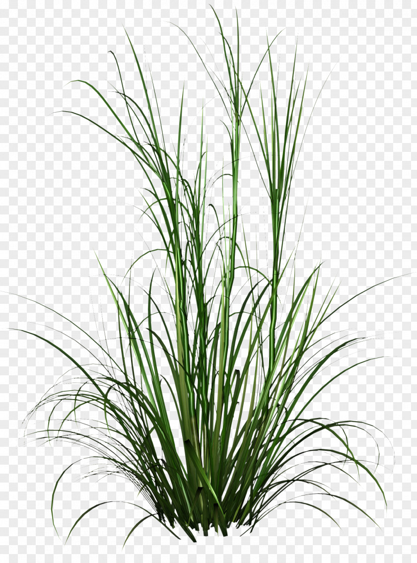 Tall Grass HD Photo PNG