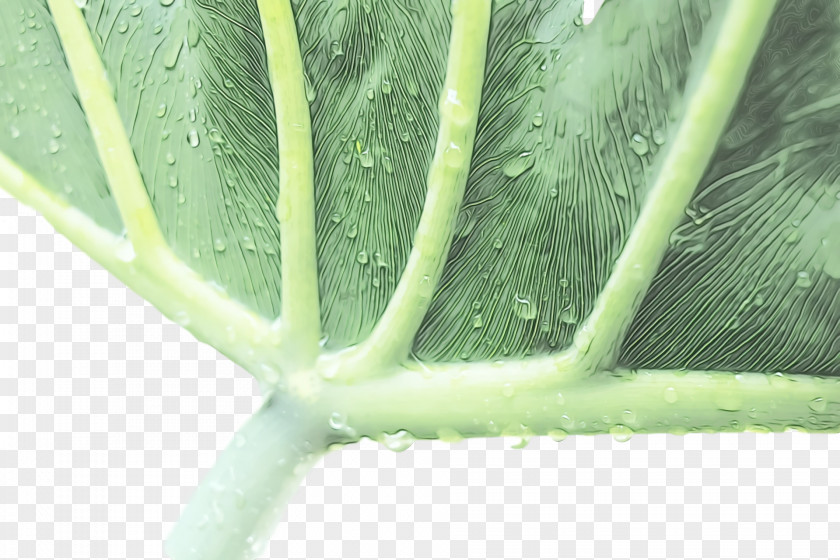 Aloe Vera PNG