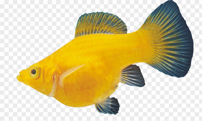 Goldfish Ornamental Fish Material Carassius Auratus PNG