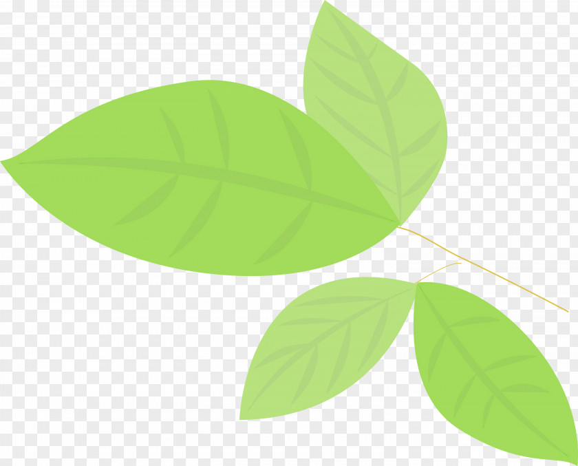 Leaf Green Plant Flower Font PNG