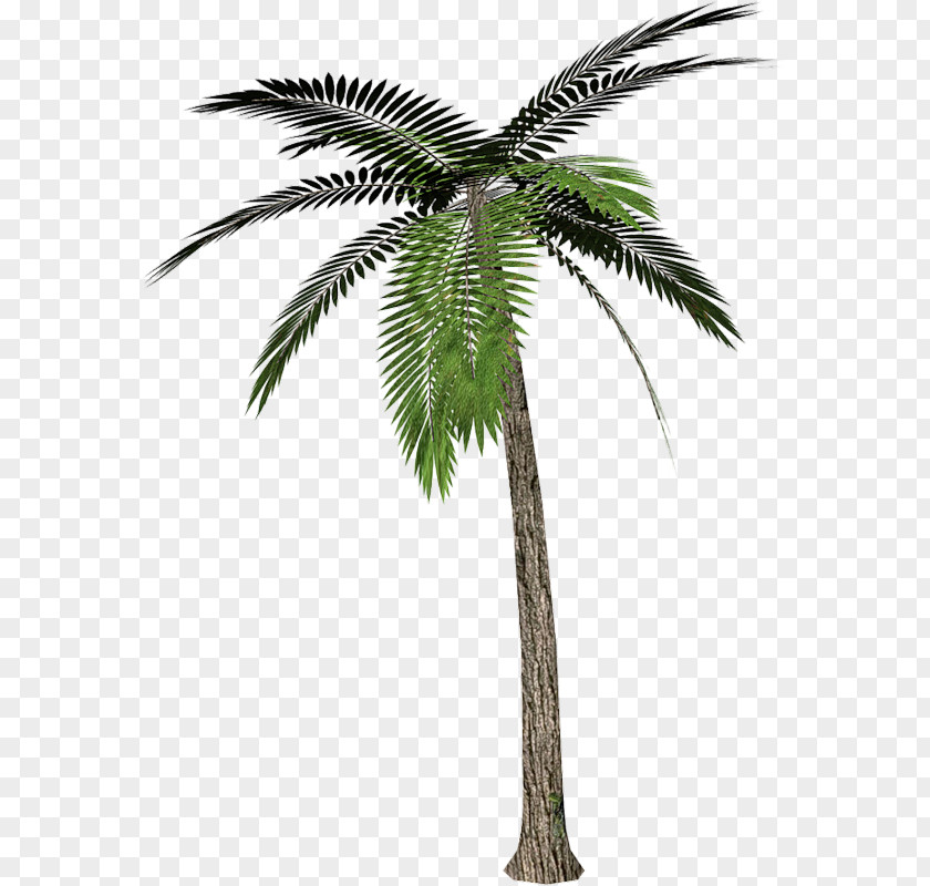 Tropical Coconut Trees Arecaceae Tree Desktop Wallpaper Clip Art PNG