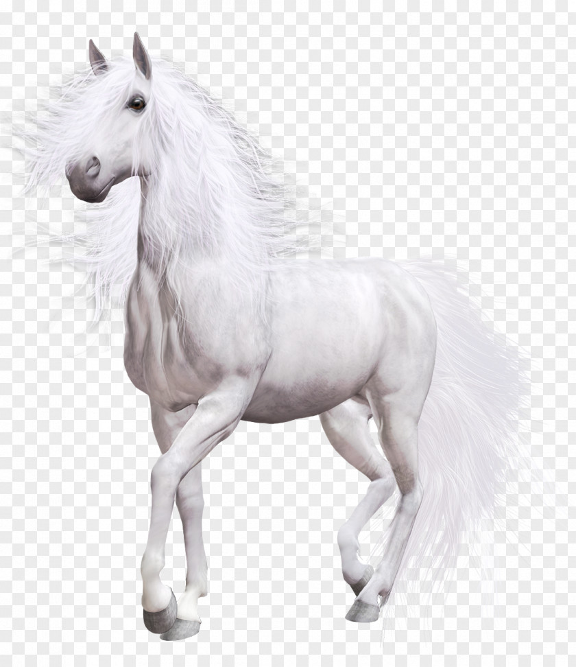 White Horse American Paint Clip Art PNG