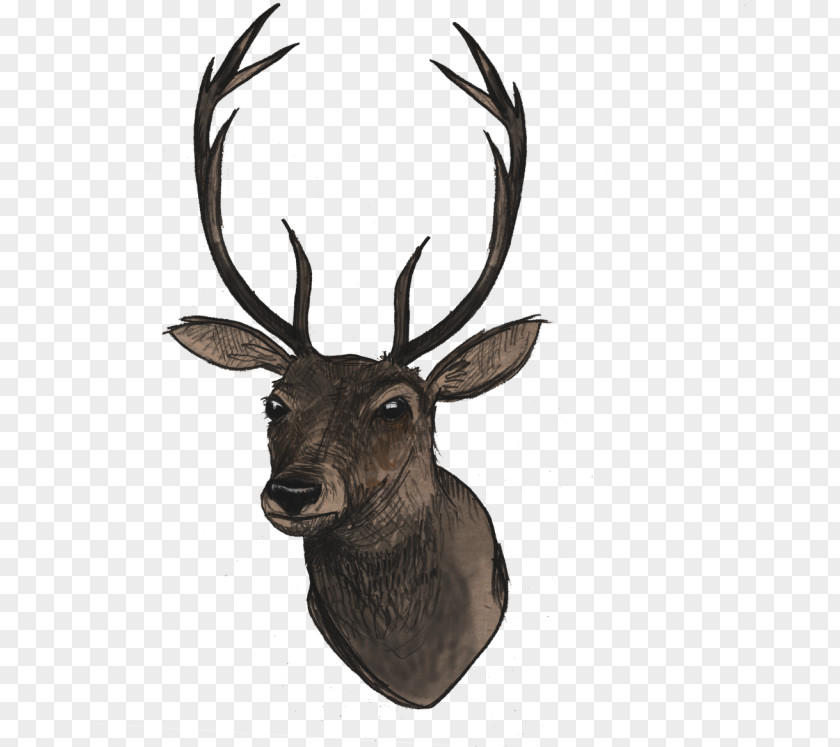 Drawing Moose Reindeer PNG