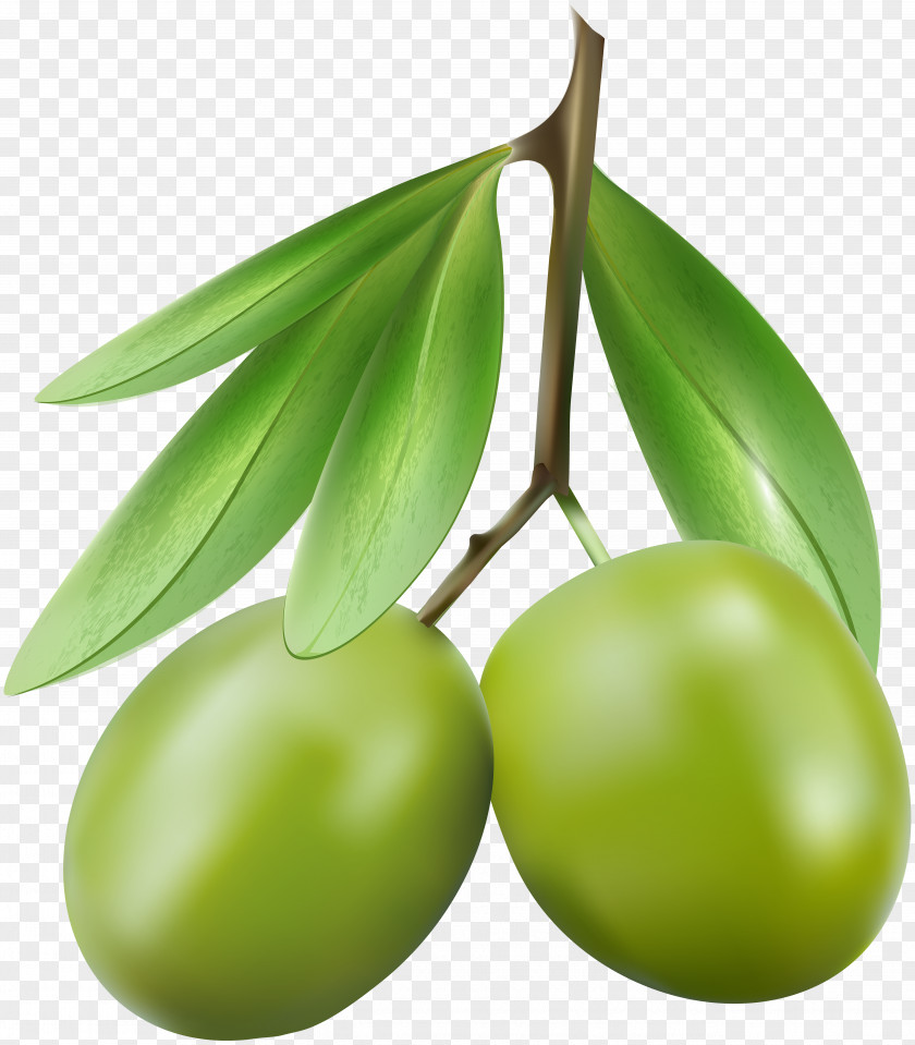 Green Olives Clip Art Image Olive Rose PNG