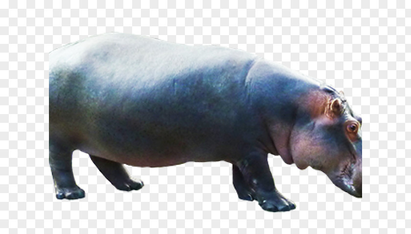 Hippos Sign Hippopotamus Clip Art Image Desktop Wallpaper PNG